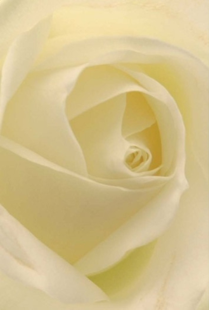 Gazing upon this timeless white rose, thoughtfully arranged by a florist familiar with every corner of Ruislip, one cannot help but be captivated by the interplay of light, shadow, and softness within each delicate petal. The bloom reveals an artistry in layering-creamy whites suffused with subtle golden undertones, blending seamlessly into an almost luminescent core. The petals seem to glow from within, like the first rays of sun streaking across the village green, invoking tranquility and gentle sophistication. The spiral core, all but flawless, hints at the purity and strength found in the simplest gestures-a romantic apology, a heartfelt wedding centerpiece, or a respectful offering for a life well-lived. Each subtle nuance in colour tells the story of meticulous selection and care, reminiscent of the pride shared by local Ruislip artisans. The overall fragrance suggested is serene and pure, evoking memories of freshly opened blooms in the cool morning air. This bouquet, rooted in the spirit of Ruislip, embodies both classic beauty and enduring emotion, making it a fitting companion for every heartfelt moment.